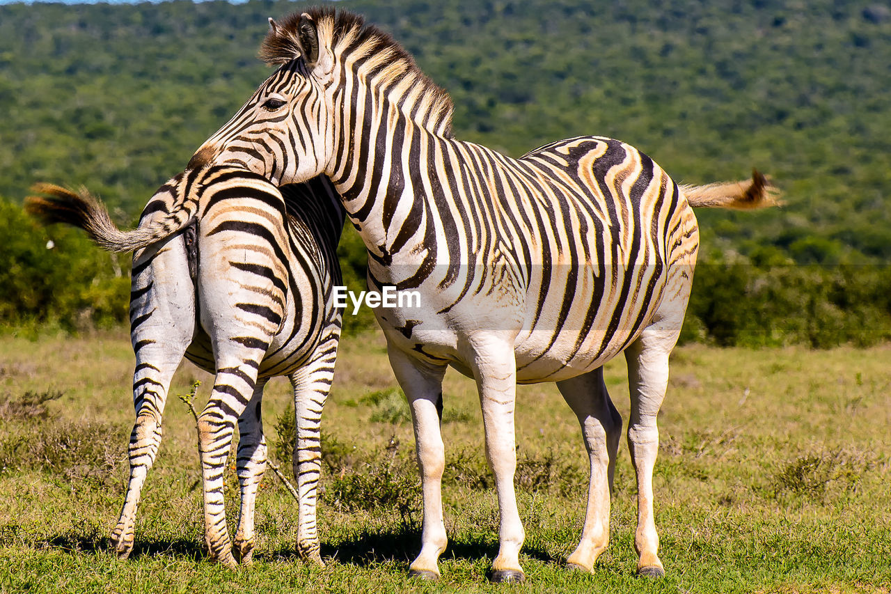 Couple of cute zebras leaning on each other,south africa,sunny day with natural green background