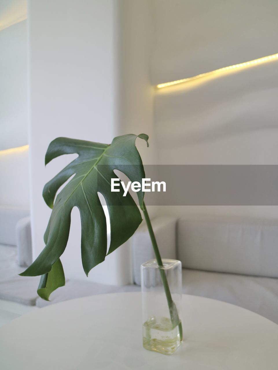 Close-up of monstera in glass vase on table