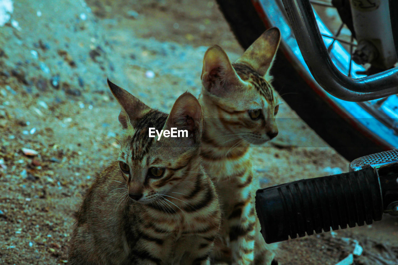 CLOSE-UP OF A CAT