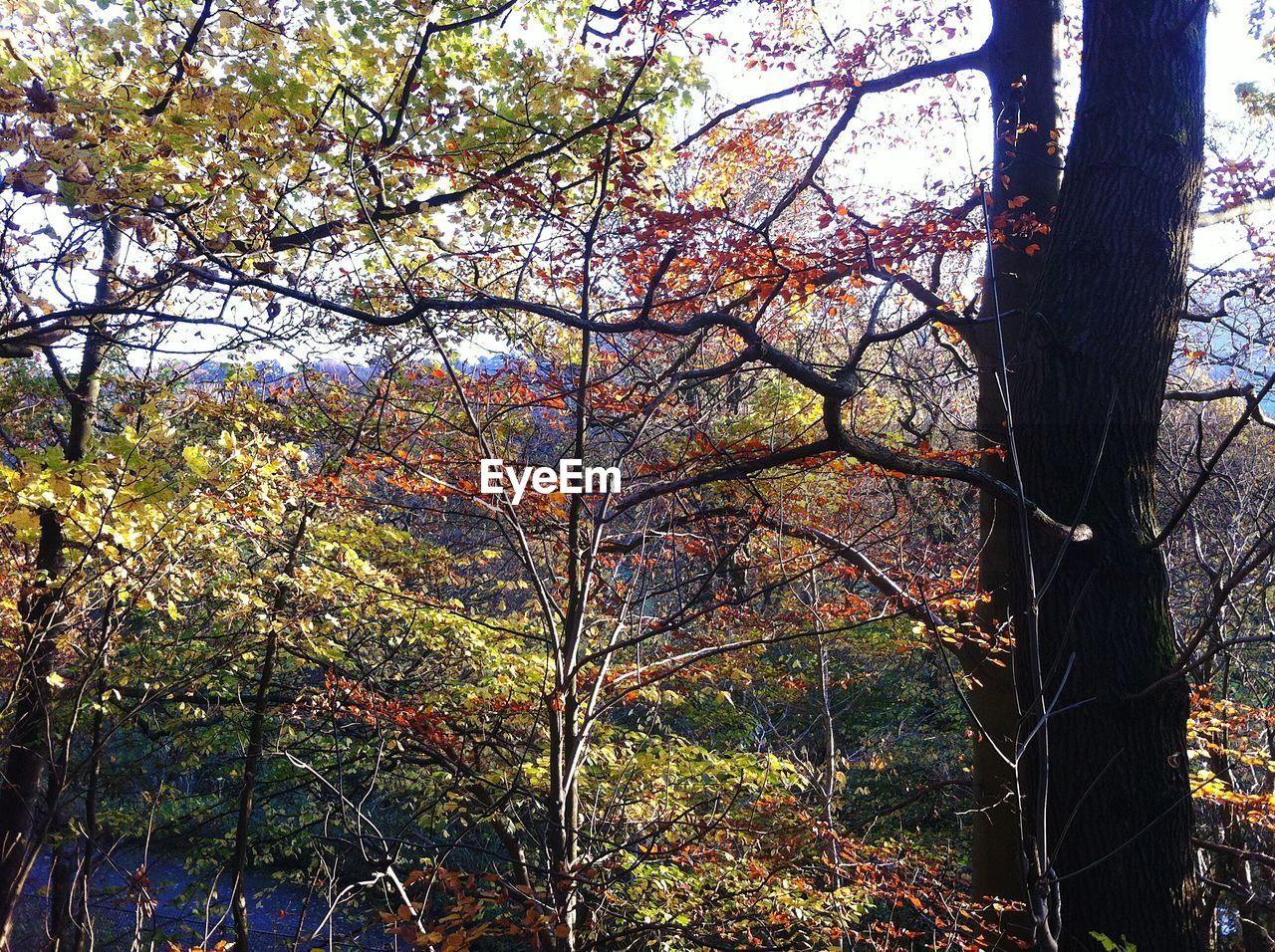 LOW ANGLE VIEW OF TREES IN FOREST