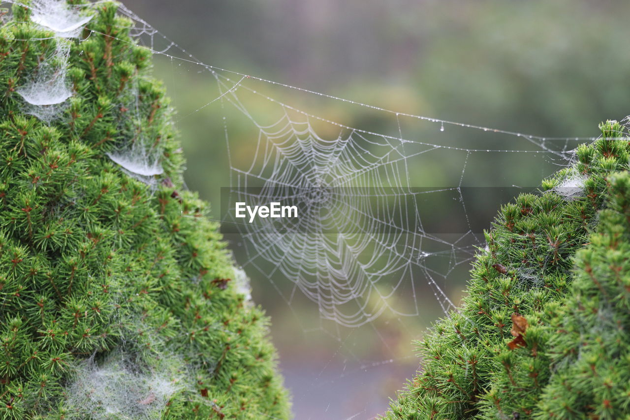 spider web, fragility, plant, nature, close-up, wet, beauty in nature, no people, focus on foreground, drop, water, animal, animal themes, spider, day, green, tree, outdoors, environment, pattern, trapped, dew, tranquility, intricacy, forest, land, complexity, arachnid, rain, growth, animal wildlife, leaf, selective focus, plant part, social issues, freshness, macro photography