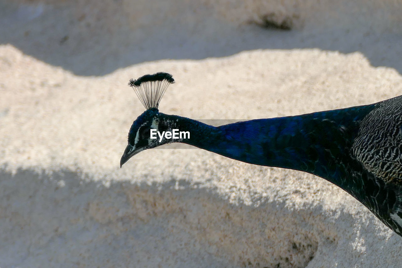 SIDE VIEW OF BIRD ON LAND