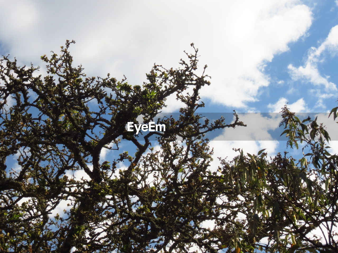 LOW ANGLE VIEW OF BRANCHES AGAINST SKY