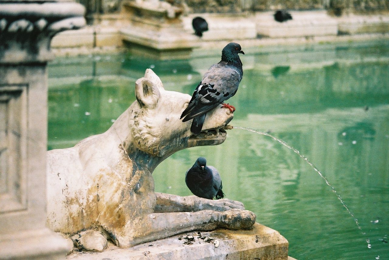 Pigeons perching on dog statue at fountain