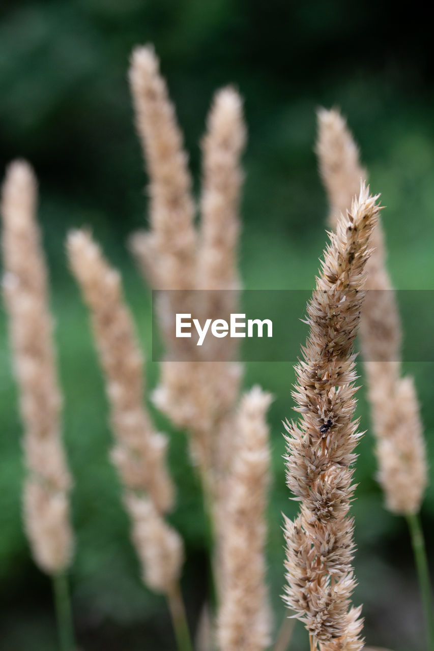 Close-up of wheat growing on field