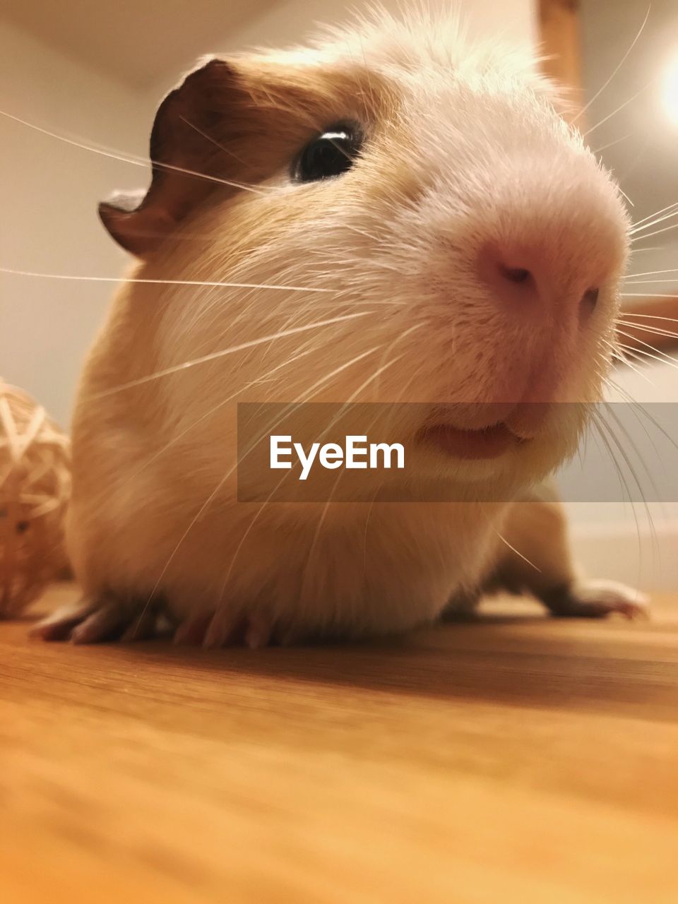 Surface level of guinea pig on table