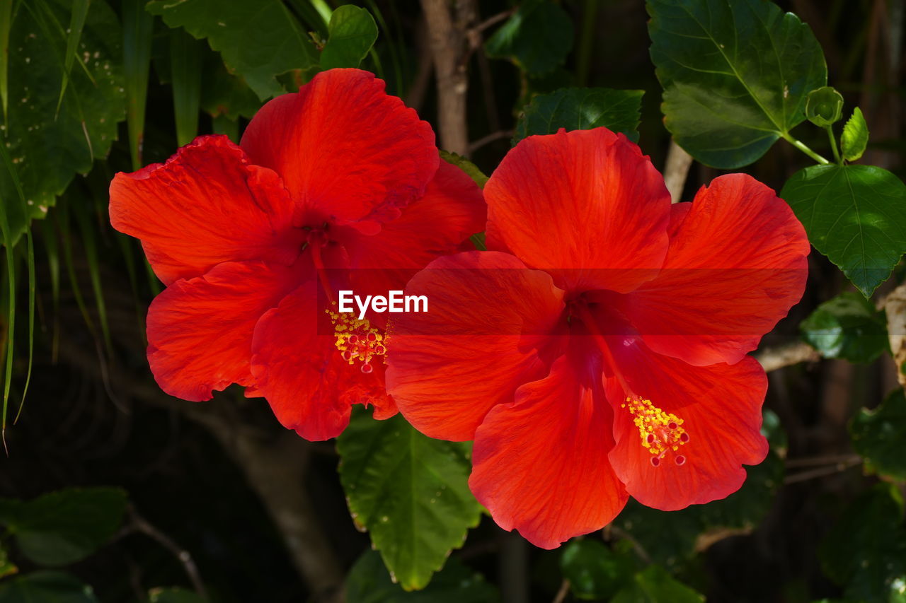 flower, plant, flowering plant, freshness, beauty in nature, petal, inflorescence, flower head, hibiscus, red, close-up, fragility, nature, leaf, plant part, growth, pollen, botany, no people, stamen, blossom, outdoors, green, springtime