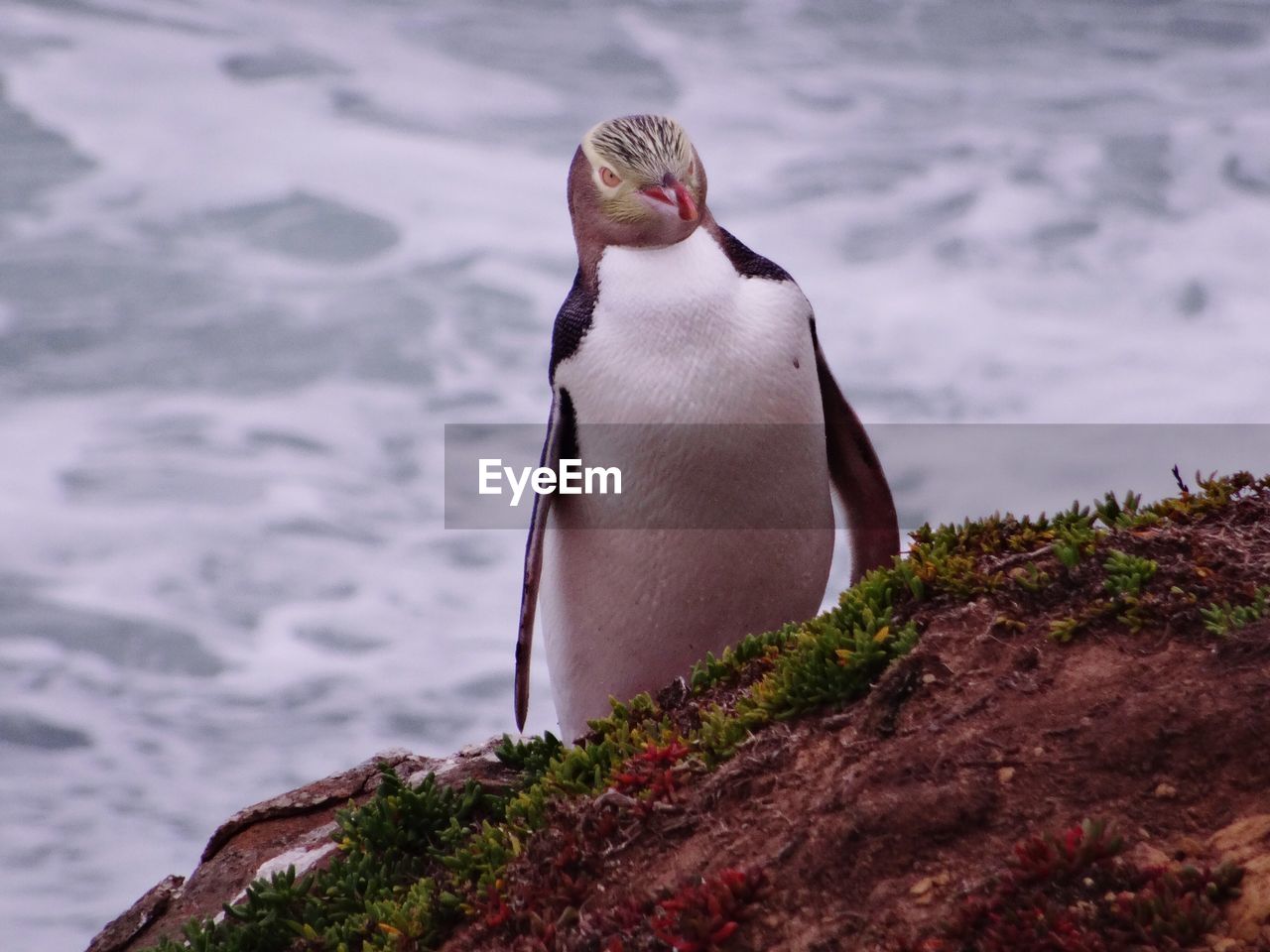 Close-up of yellow-eyed penguin