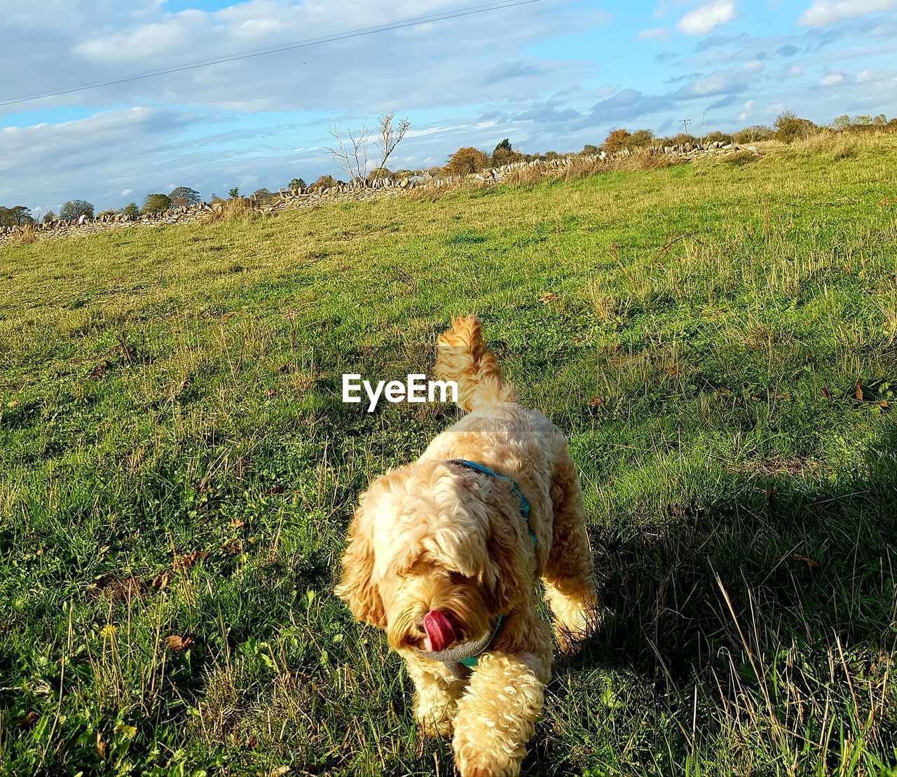 DOG LYING ON FIELD