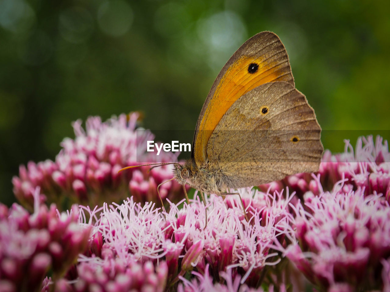 Close-up of butterfly pollinating on purple flower