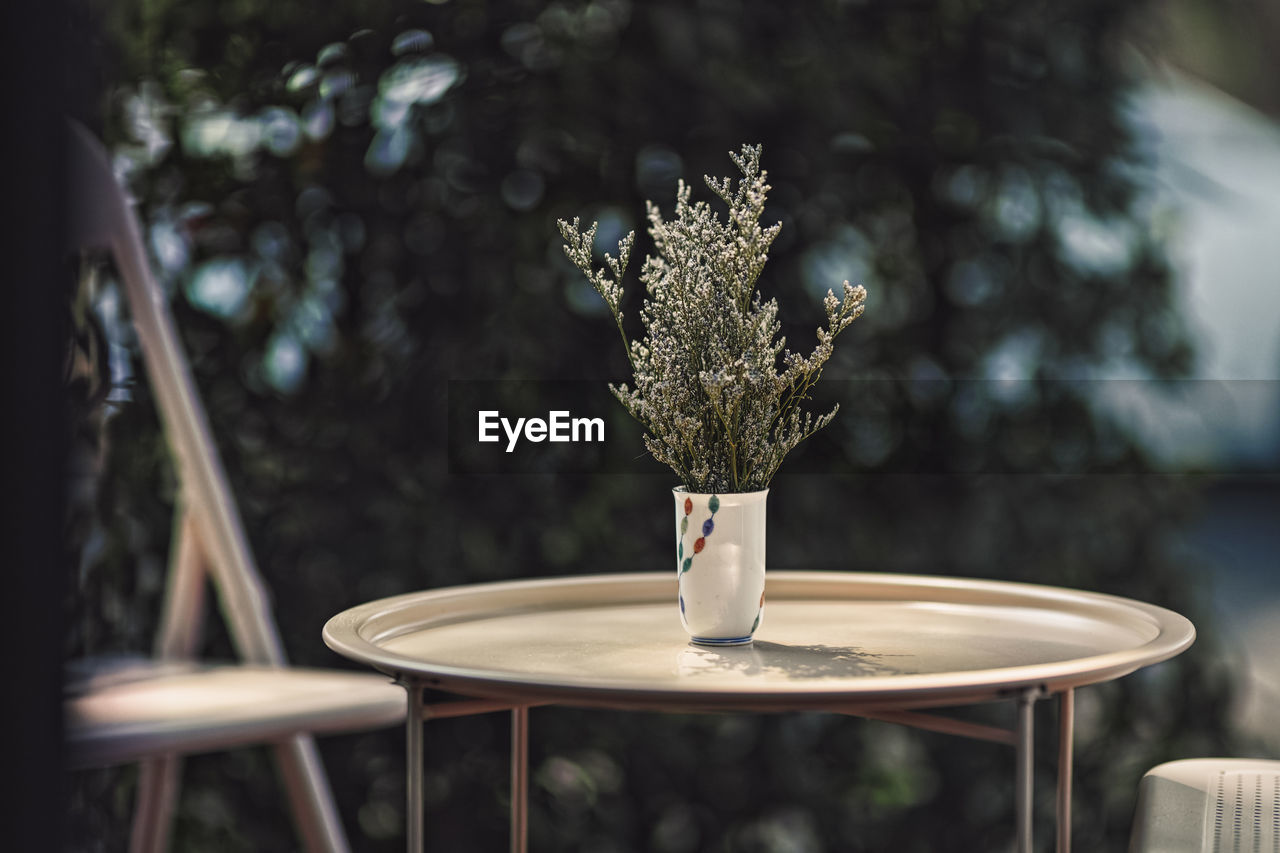 CLOSE-UP OF PLANT ON TABLE