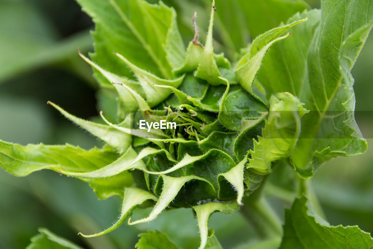 CLOSE-UP OF GREEN PLANT