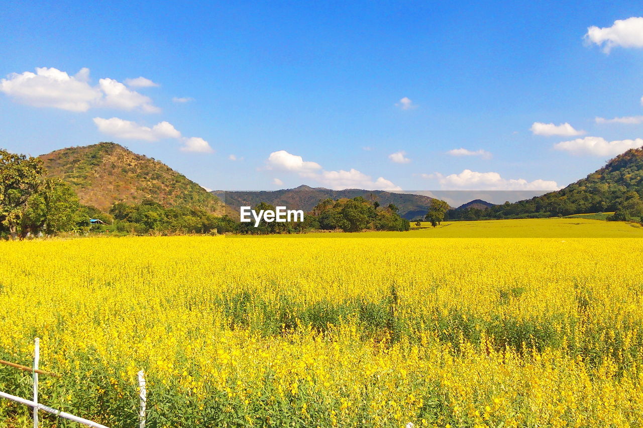 Scenic view of oilseed rape field against sky