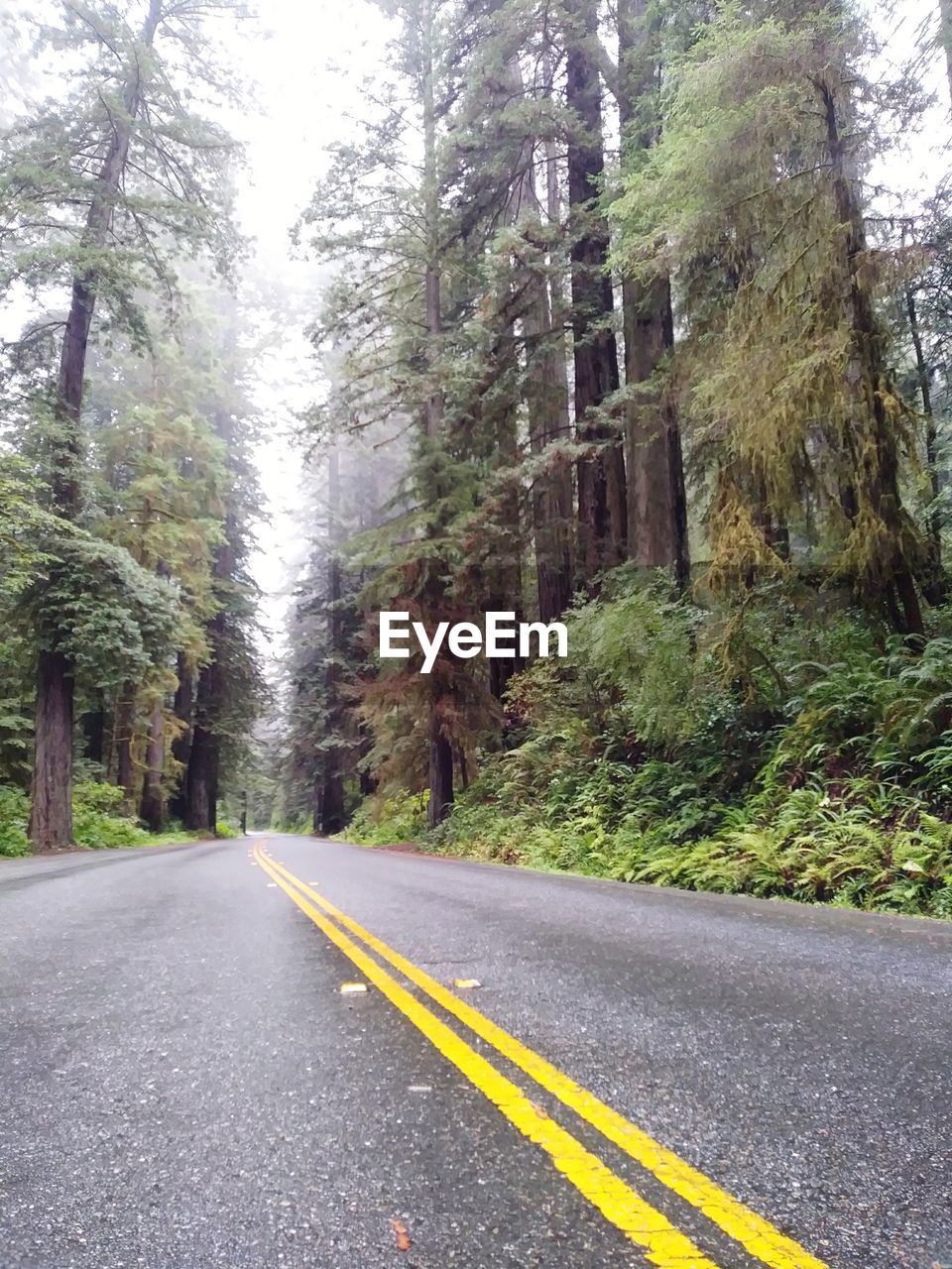 Road amidst trees against sky