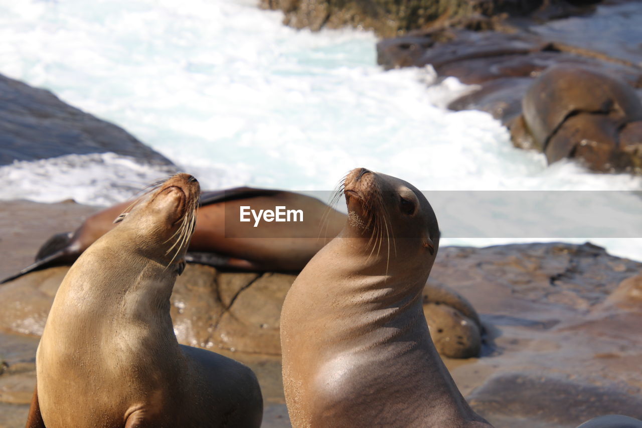 HIGH ANGLE VIEW OF SEA LION