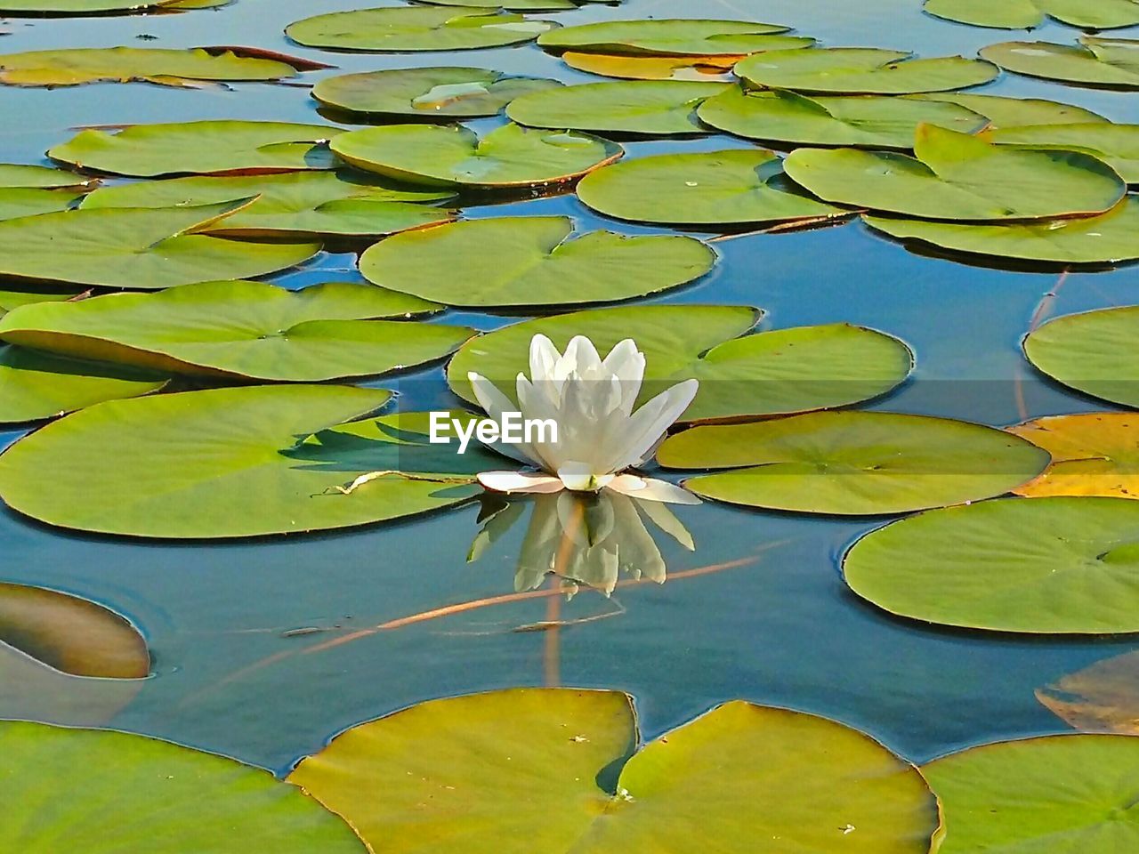 CLOSE-UP OF LOTUS WATER LILY