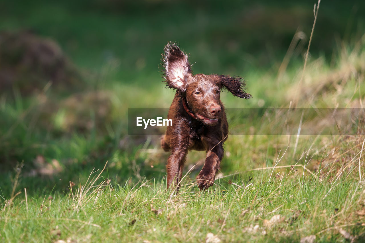 Dog running on land