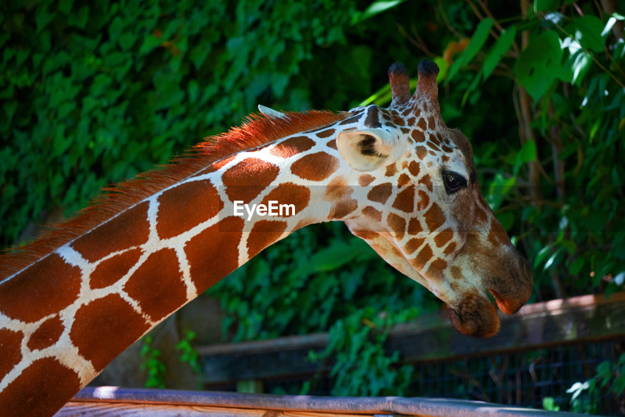 CLOSE-UP OF GIRAFFE AGAINST PLANTS IN ZOO