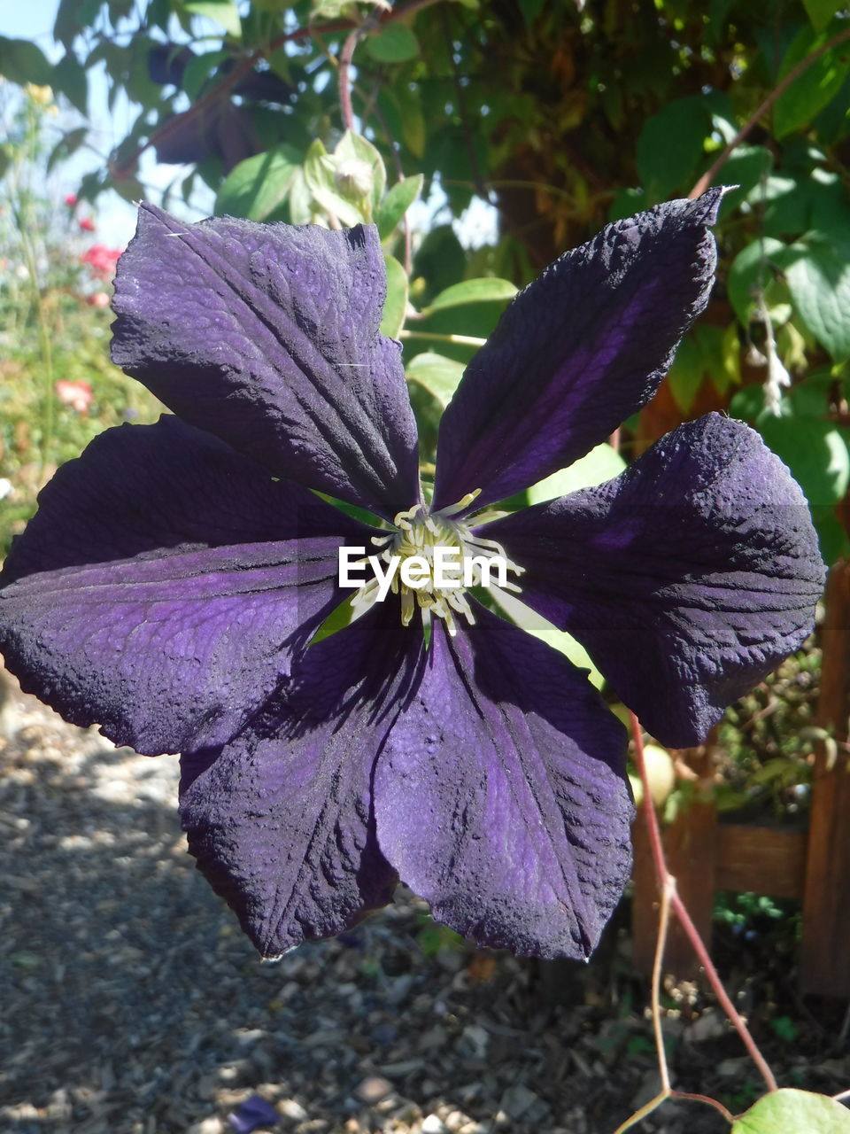 CLOSE-UP OF PURPLE FLOWERS BLOOMING