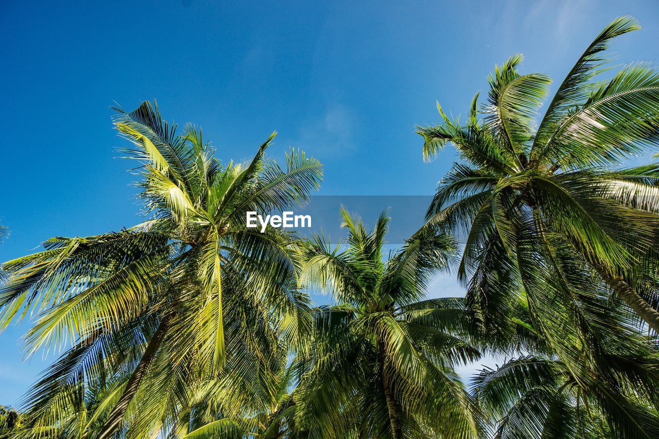 Low angle view of palm trees against blue sky