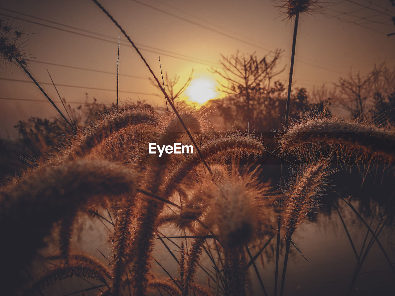 Close-up of silhouette plants against sky during sunset