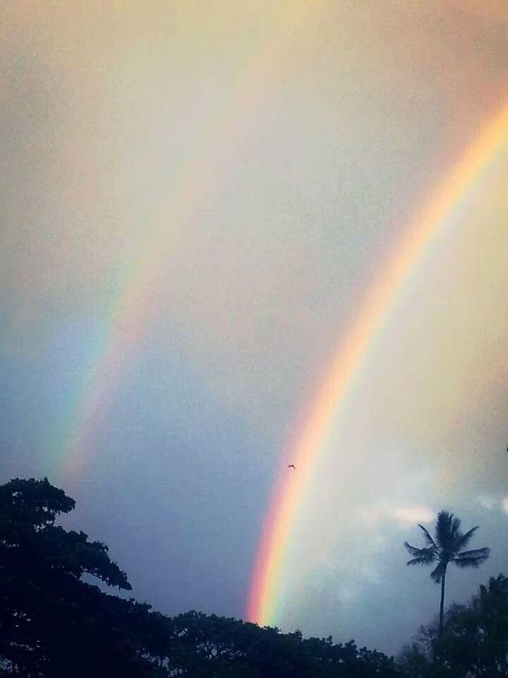 LOW ANGLE VIEW OF RAINBOW OVER TREES AGAINST SKY