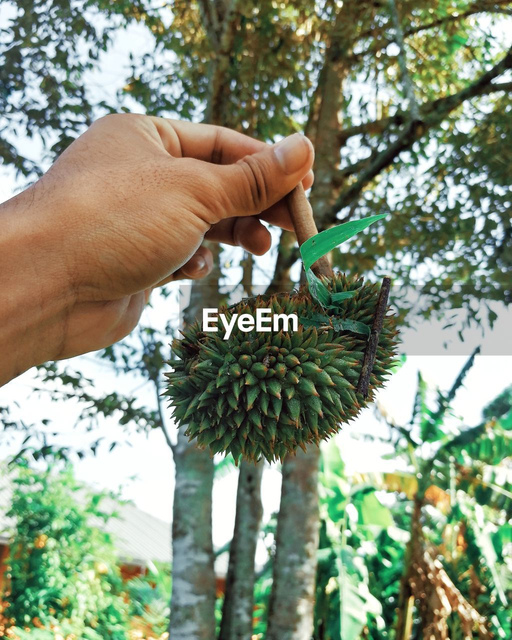 CROPPED IMAGE OF HAND HOLDING FRUITS AGAINST TREE