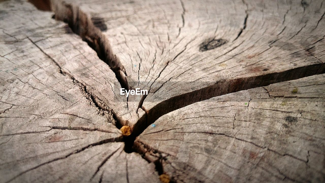 Full frame shot of cracked tree stump