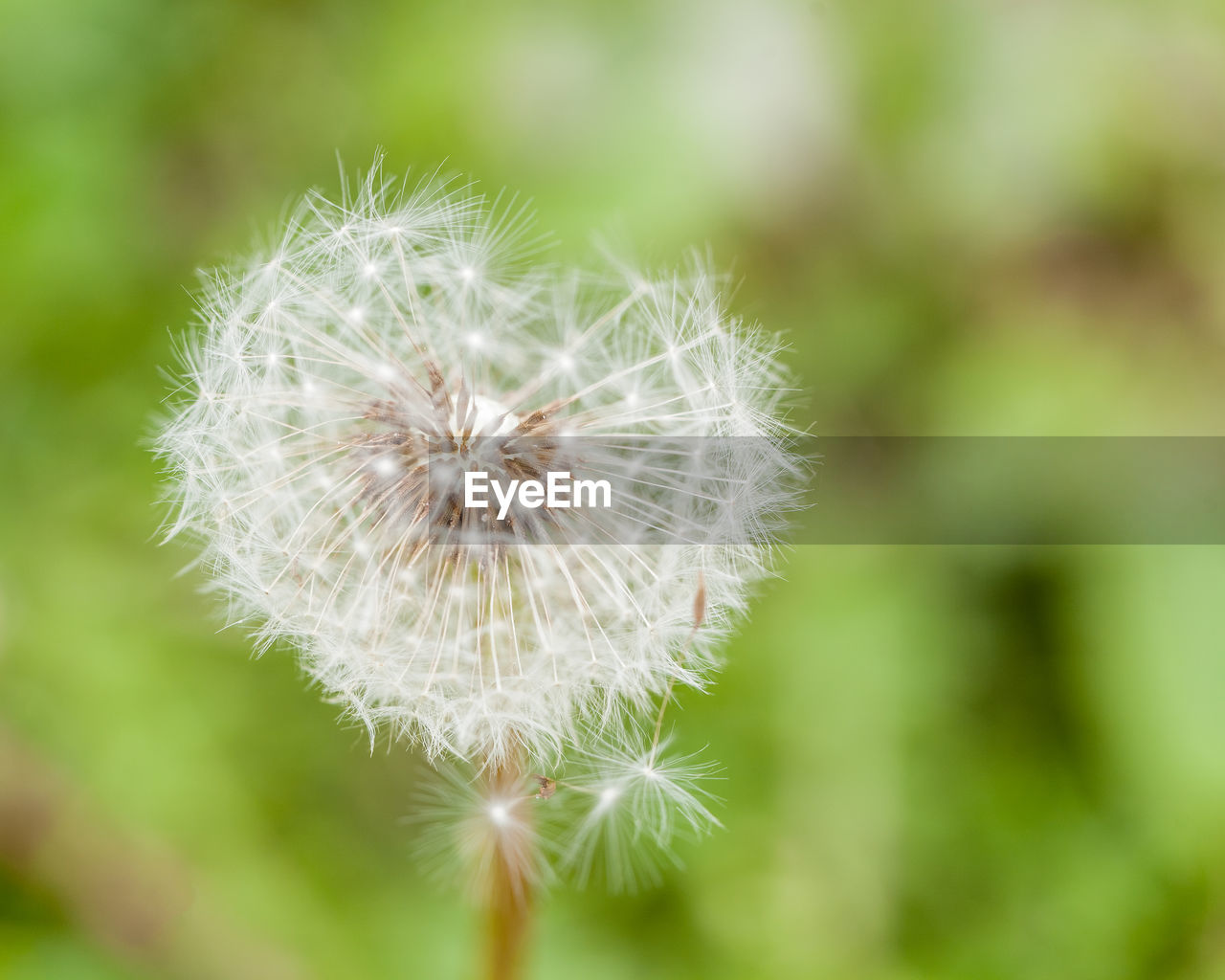 CLOSE UP OF DANDELION