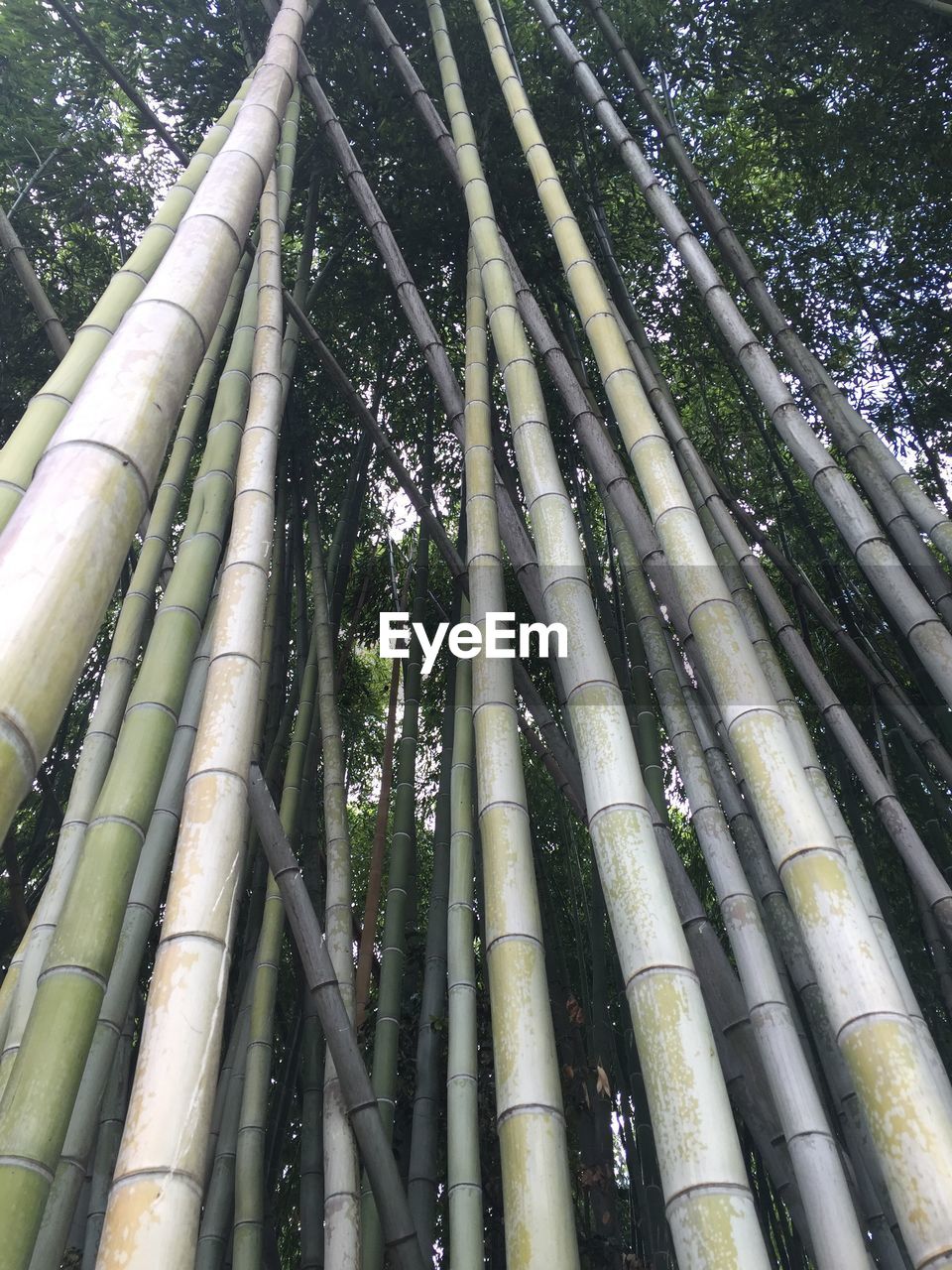 LOW ANGLE VIEW OF TREES