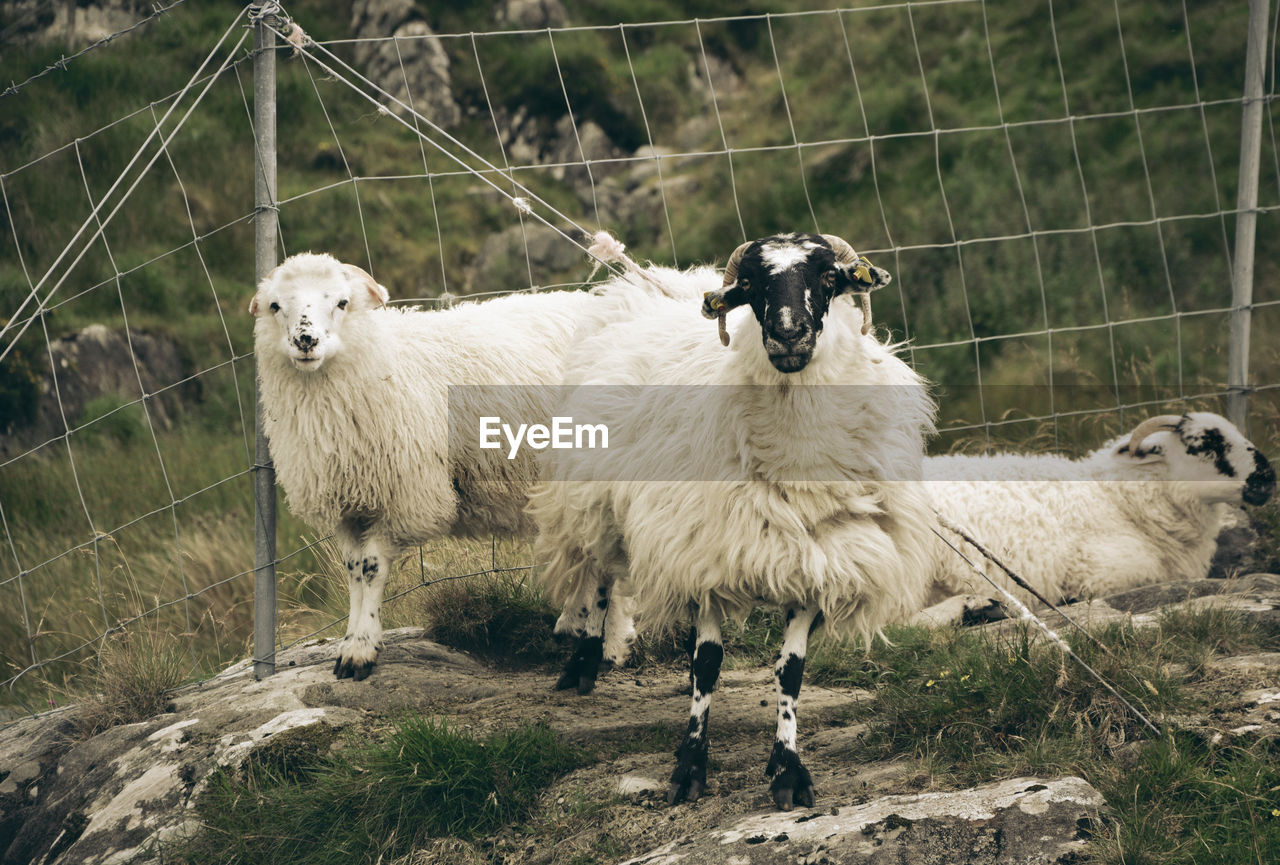 PORTRAIT OF SHEEP ON FARM