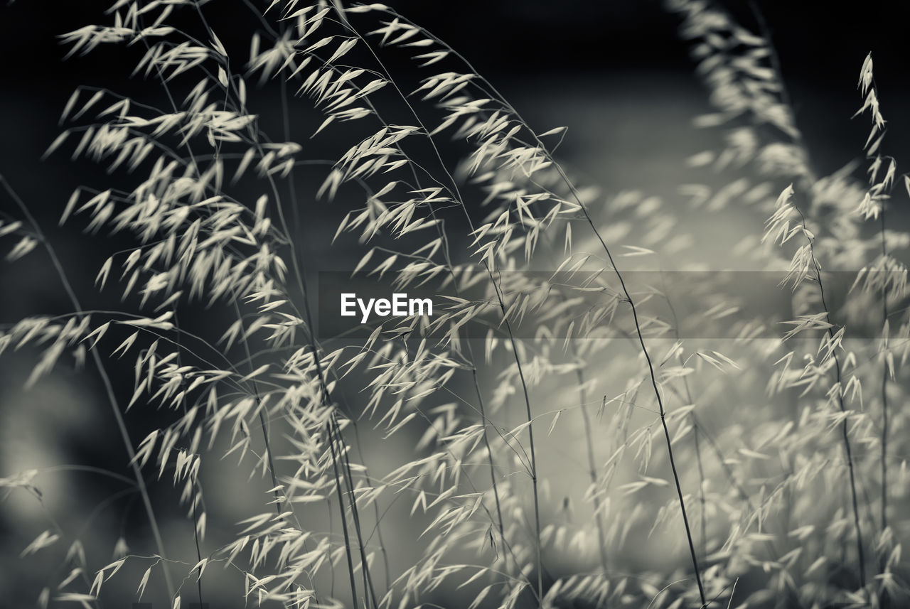Close-up of grass