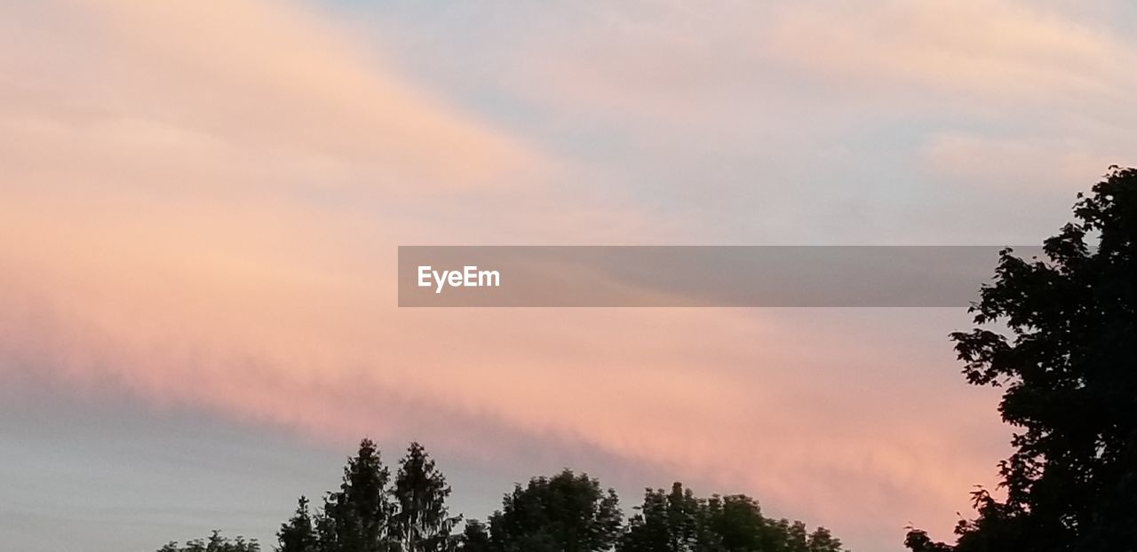 LOW ANGLE VIEW OF TREES AGAINST SKY DURING SUNSET