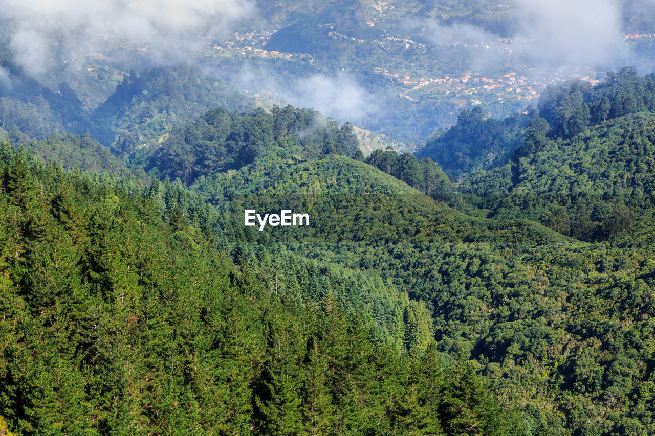 High angle view of pine trees in forest