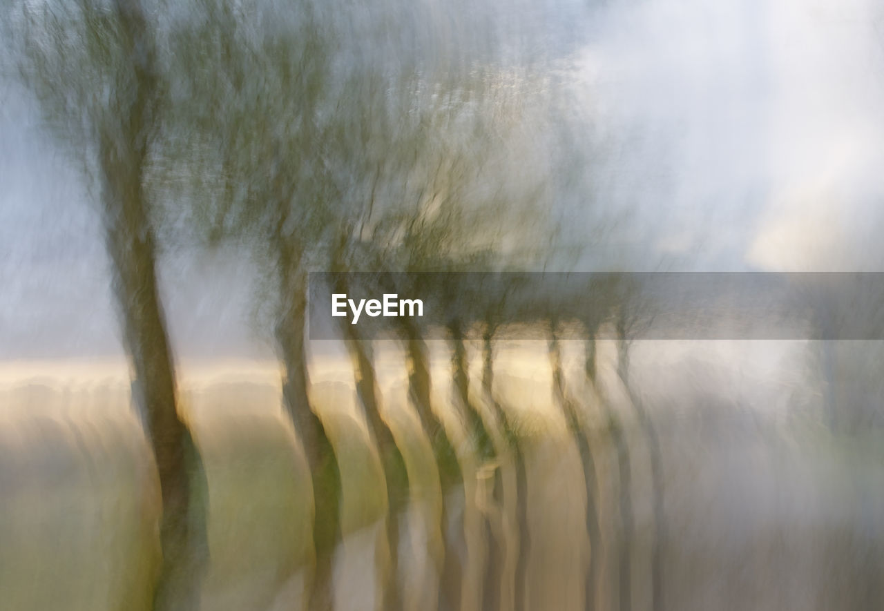 PANORAMIC VIEW OF TREES ON FIELD AGAINST SKY