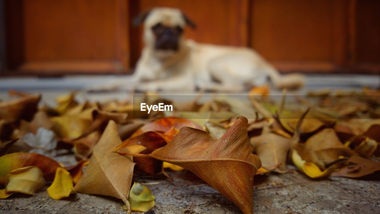 Close-up of dog during autumn