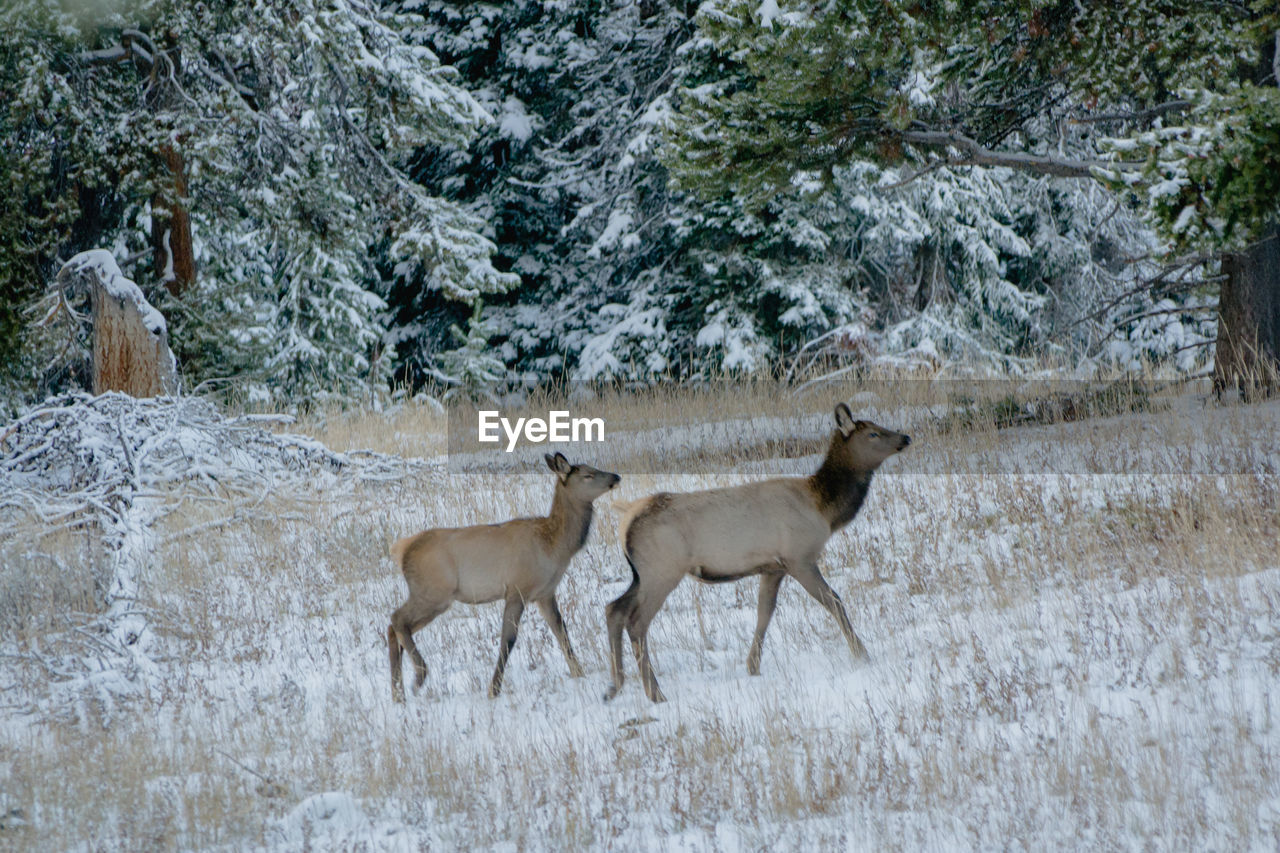 Deer standing in forest during winter