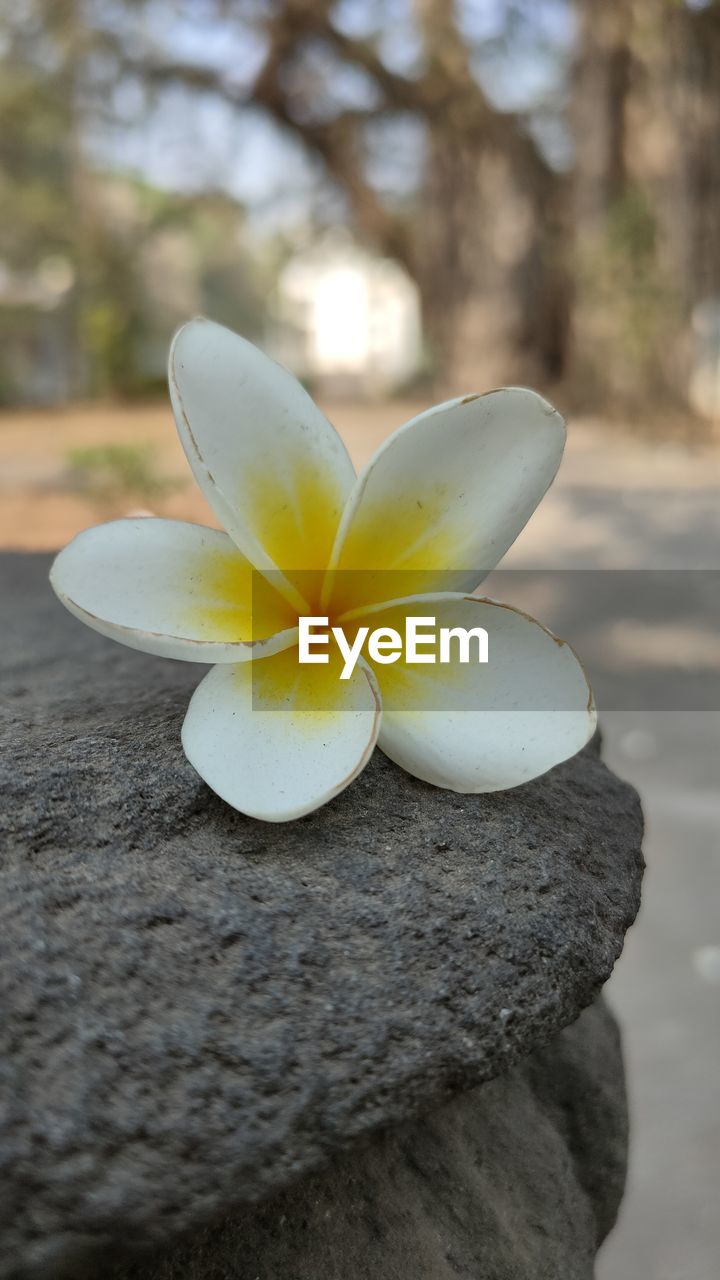 CLOSE-UP OF FRANGIPANI ON ROCKS AGAINST BLURRED BACKGROUND