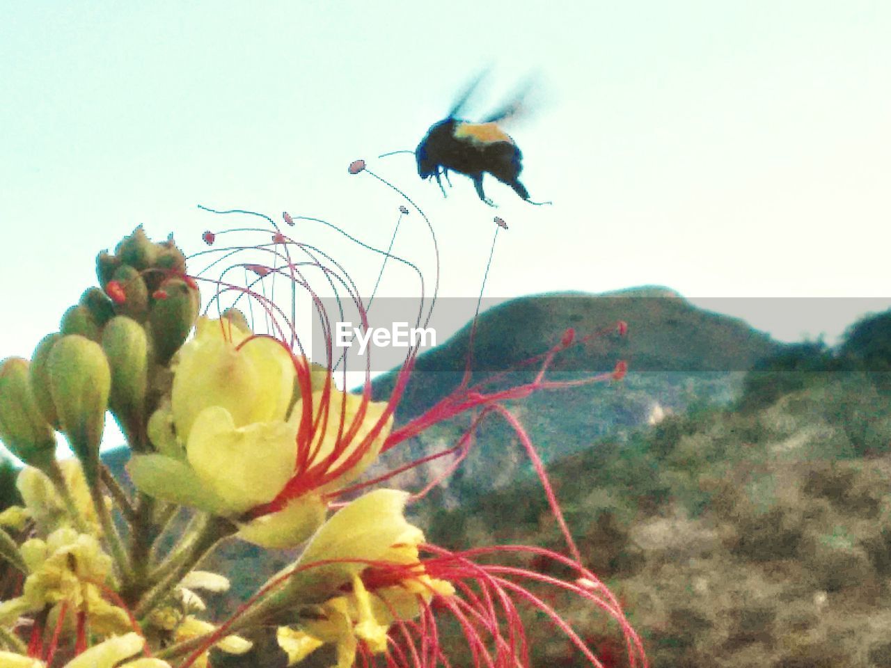 CLOSE-UP OF INSECT ON YELLOW FLOWER