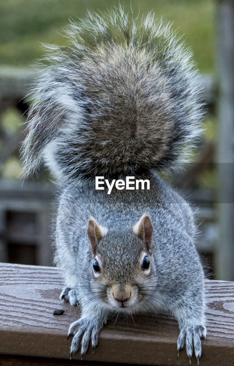 CLOSE-UP OF SQUIRREL