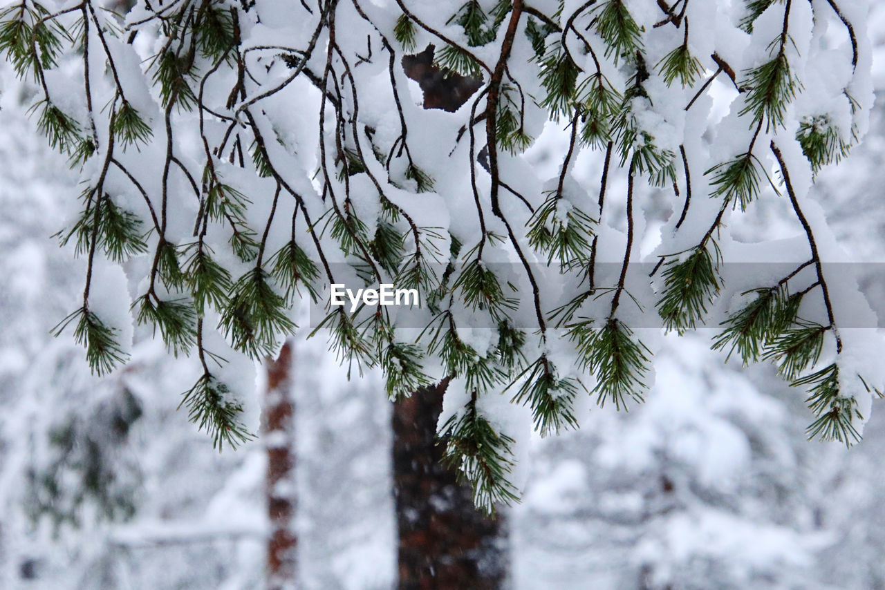 SNOW COVERED PINE TREES