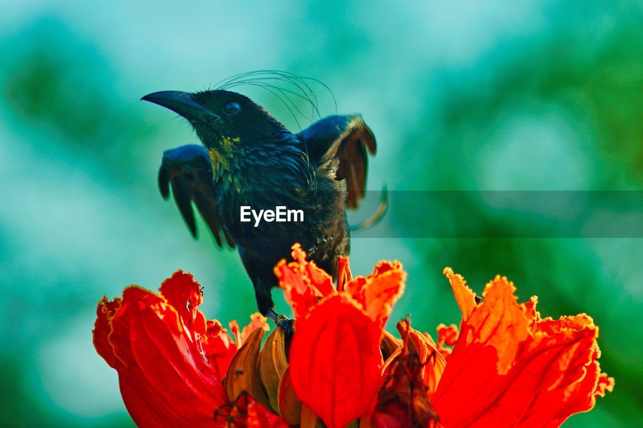 Close-up of black bird on red tulip tree flower