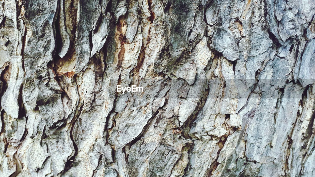 CLOSE-UP OF TREE BARK