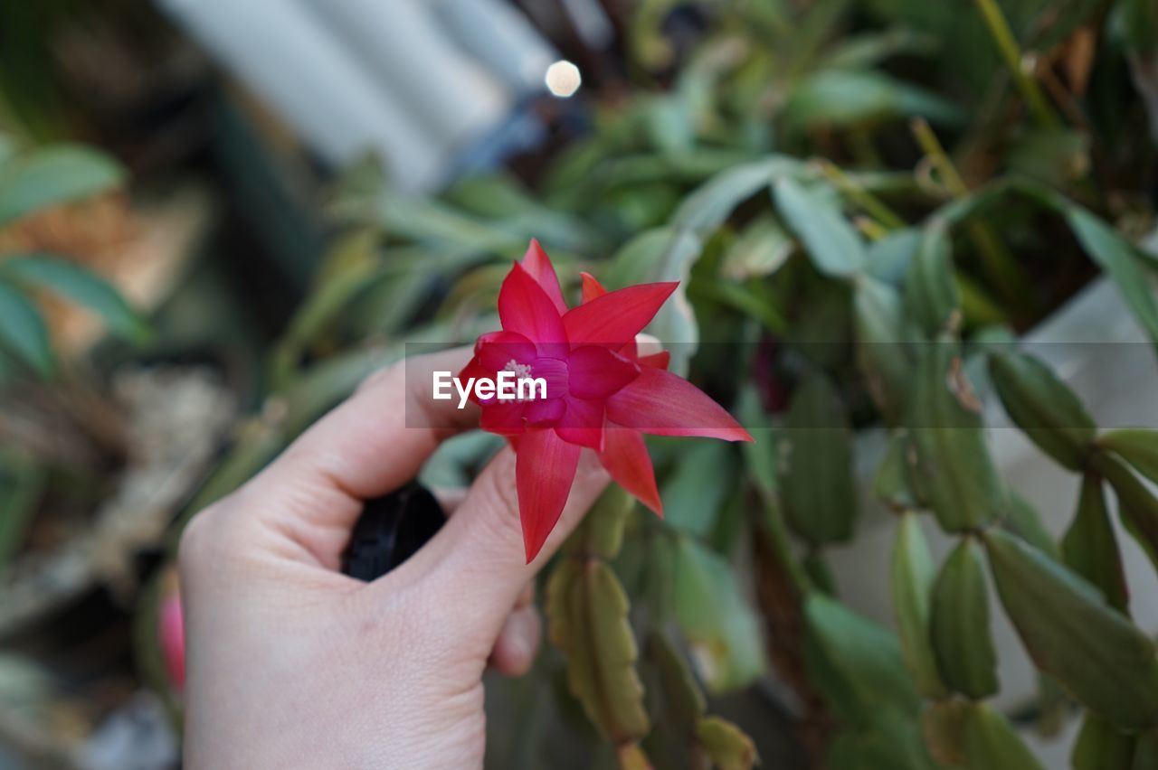 Close-up of hand holding red flower blooming outdoors