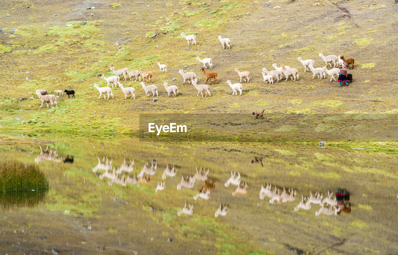 HORSES GRAZING ON FIELD