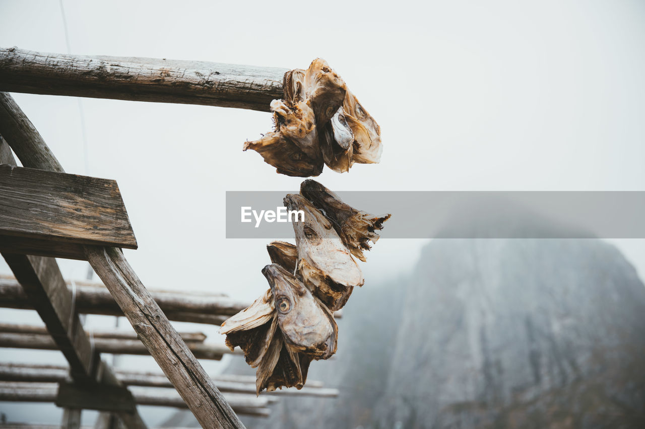 Close-up of dry fish on wood against sky