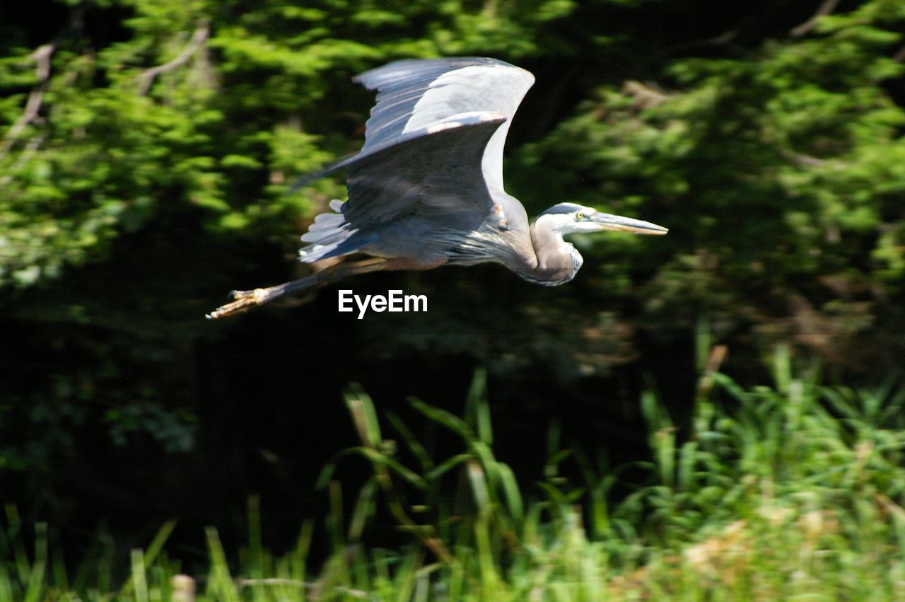 CLOSE-UP OF HERON AGAINST PLANTS