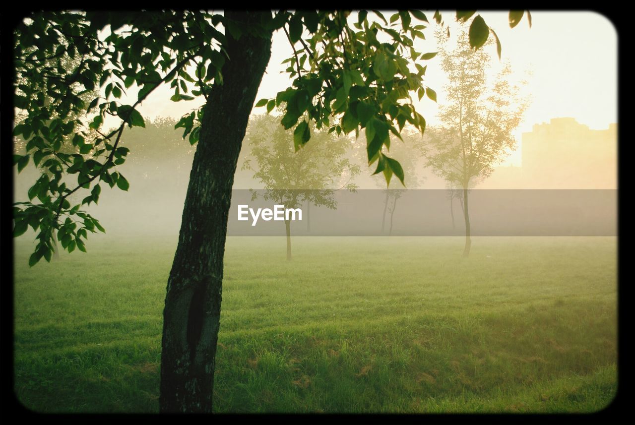 Trees on grassy landscape in foggy weather