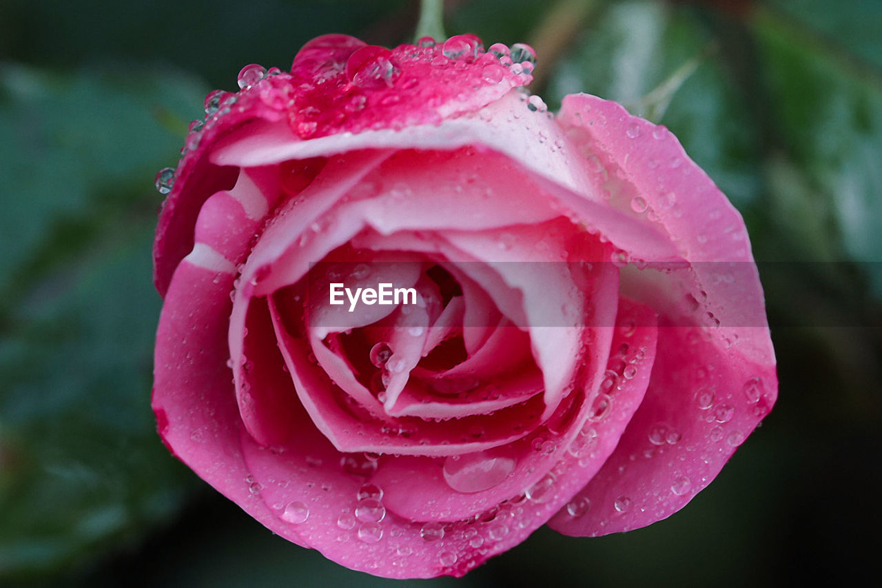 Close-up of wet pink rose
