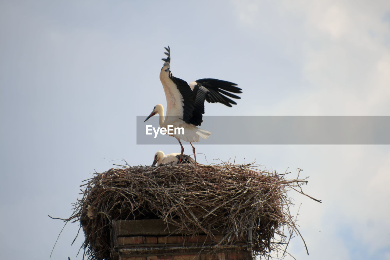 Low angle view of birds in nest against sky